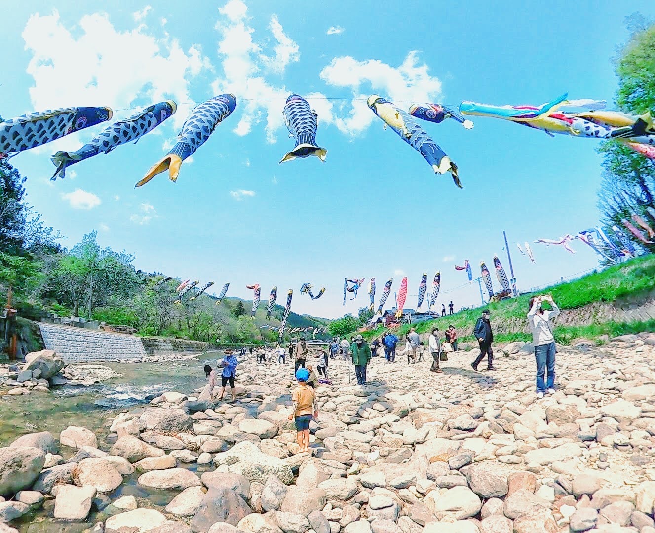 高瀬川こいのぼり