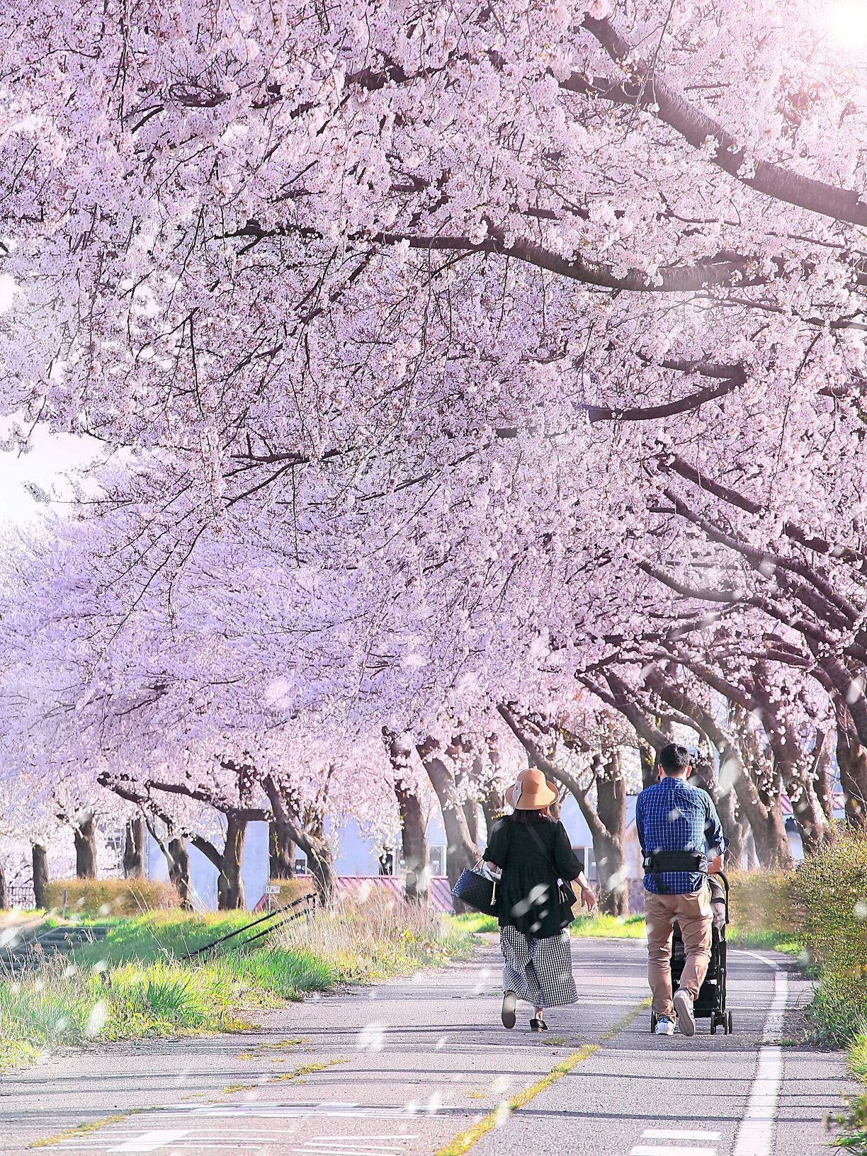 桜並木を歩く家族