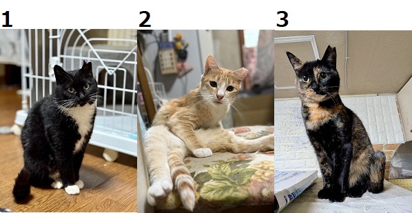 neko3