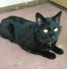 neko
