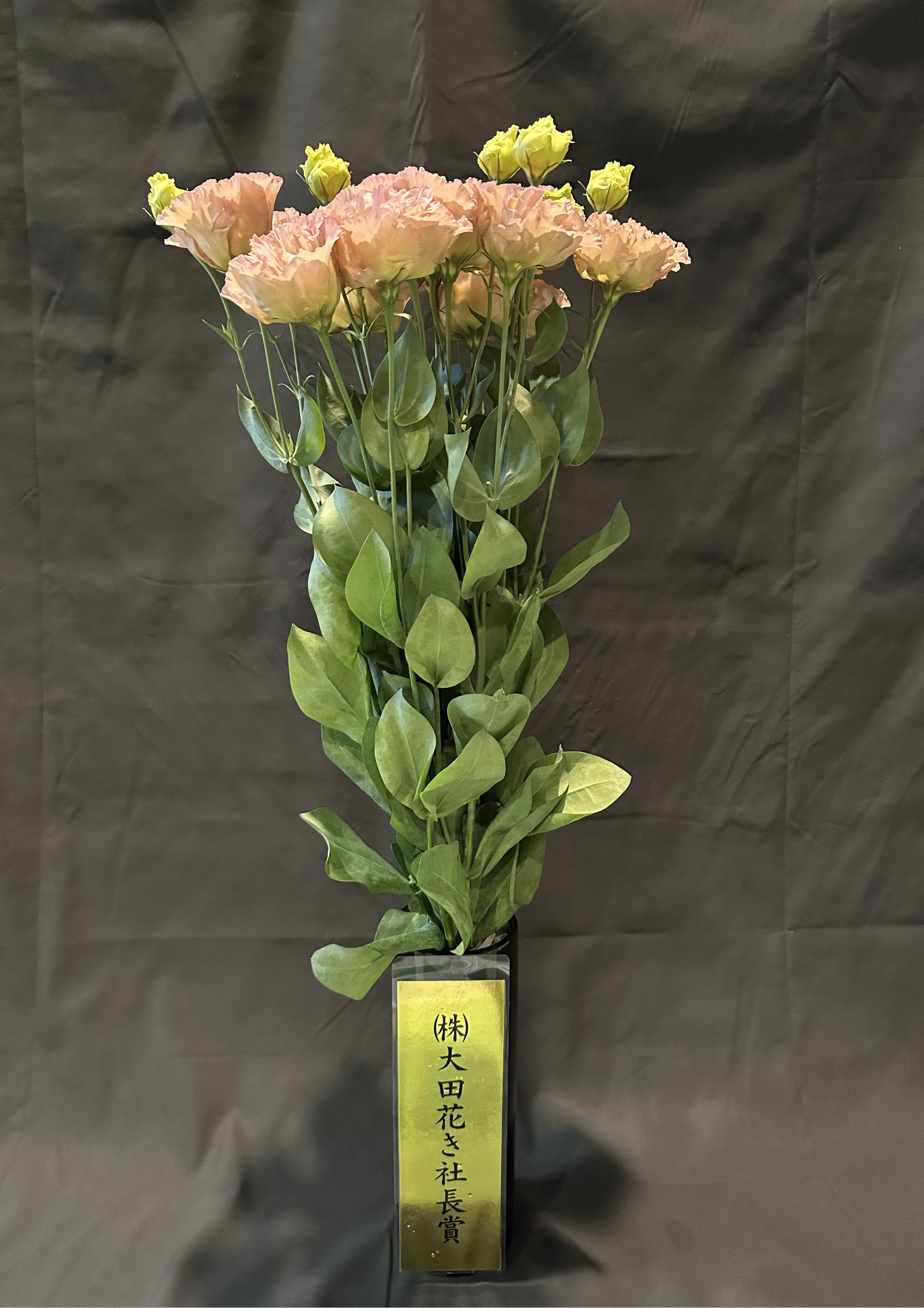 トルコぎきょう2